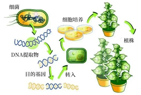 基因改良之農(nóng)業(yè)應(yīng)用