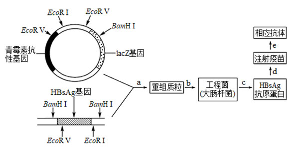 乙肝基因工程疫苗生產(chǎn)和使用過程